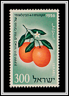 Jaffa Oranges