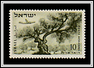 Olive Tree in the Mountains of Judea