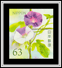 Japanese Morning Glory (Ipomoea nil)