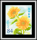 Sunflowers (Helianthus annuus)