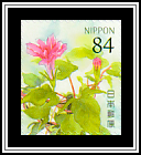 Japanese Morning Glory (Ipomoea nil)