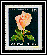 Michèle Meilland