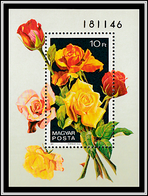 Bouquet of Roses