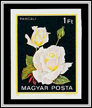 Pascali