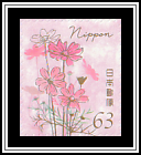 Garden Cosmos (Cosmos bipinnatus)
