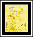 Winter Cosmos (Bidens laevis)