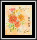 Marigold (Tagetes sp.)