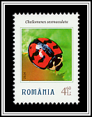 Cheilomenes sexmaculata