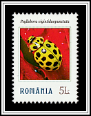 Psyllobora vigintiduopunctata