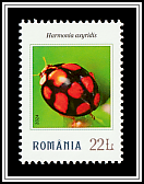 Harmonia axyridis