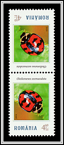 Cheilomenes sexmaculata Tête-bêche Type I