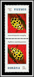 Psyllobora vigintiduopunctata Tête-bêche Type II