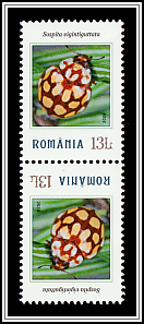 Sospita vigintiguttata Tête-bêche Type I
