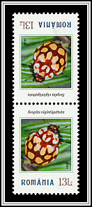 Sospita vigintiguttata Tête-bêche Type II