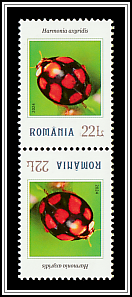 Harmonia axyridis Tête-bêche Type I