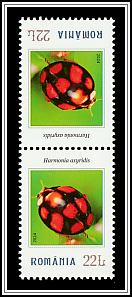 Harmonia axyridis Tête-bêche Type II