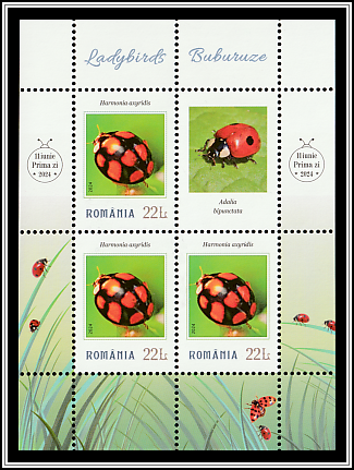 Harmonia axyridis