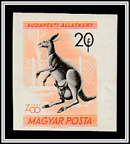 Eastern Grey Kangaroo (Macropus major)