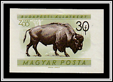 American Bison (Bos bison)