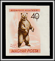 Brown Bear (Ursus arctos)