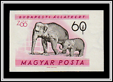 Asian Elephant (Elephas maximus)
