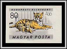 Tiger (Panthera tigris)
