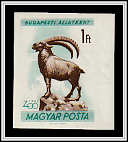 Alpine Ibex (Capra ibex)