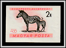 Plains Zebra (Equus quagga)