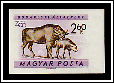 European Bison (Bos bonasus)