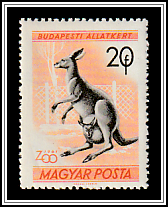 Eastern Grey Kangaroo (Macropus major)