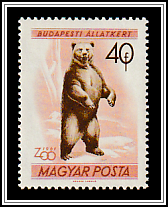 Brown Bear (Ursus arctos)