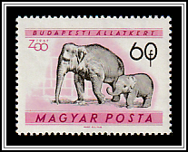 Asian Elephant (Elephas maximus)