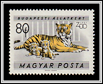 Tiger (Panthera tigris)