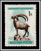 Alpine Ibex (Capra ibex)
