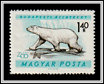 Polar Bear (Ursus maritimus)