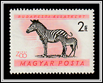 Plains Zebra (Equus quagga)