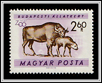 European Bison (Bos bonasus)