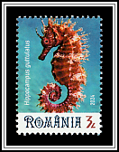 Long-Snouted Seahorse (Hippocampus guttulatus)