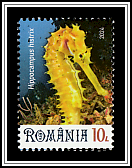 Spiny Seahorse (Hippocampus histrix)