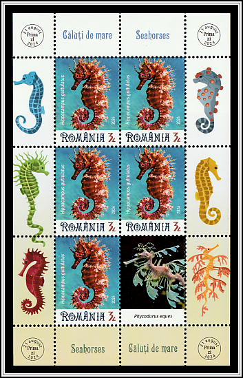 Long-Snouted Seahorse (Hippocampus guttulatus)