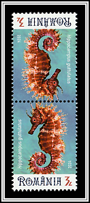 Long-Snouted Seahorse (Hippocampus guttulatus) Tête-bêche Type II