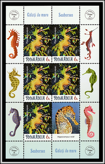Leafy Seadragon (Phycodurus eques)