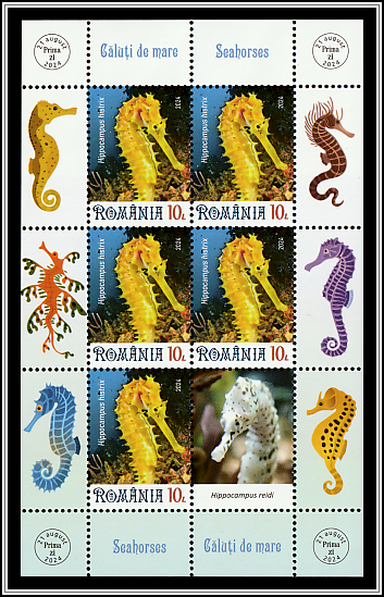Spiny Seahorse (Hippocampus histrix)