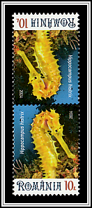 Spiny Seahorse (Hippocampus histrix) Tête-bêche Type II