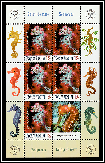 Bargibant's Seahorse (Hippocampus bargibanti)