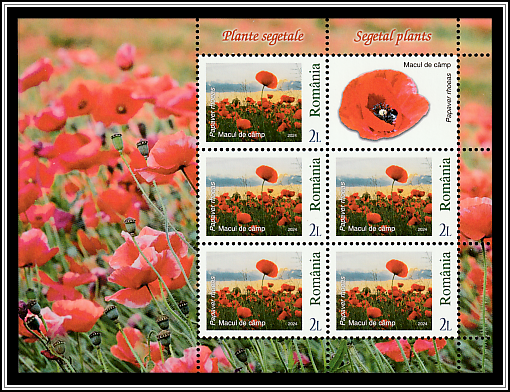 Common Poppy (Papaver rhoeas)