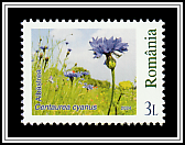 Cornflower (Centaurea cyanus)