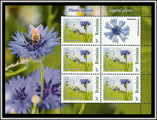 Cornflower (Centaurea cyanus)