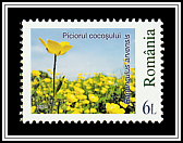 Corn Buttercup (Ranunculus arvensis)