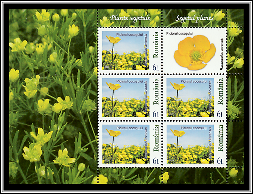 Corn Buttercup (Ranunculus arvensis)